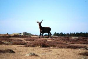 Cerf en Lozère